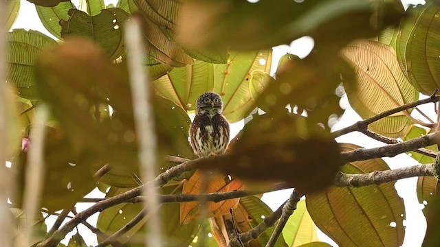 Cloud-forest Pygmy-Owl - ML615848305