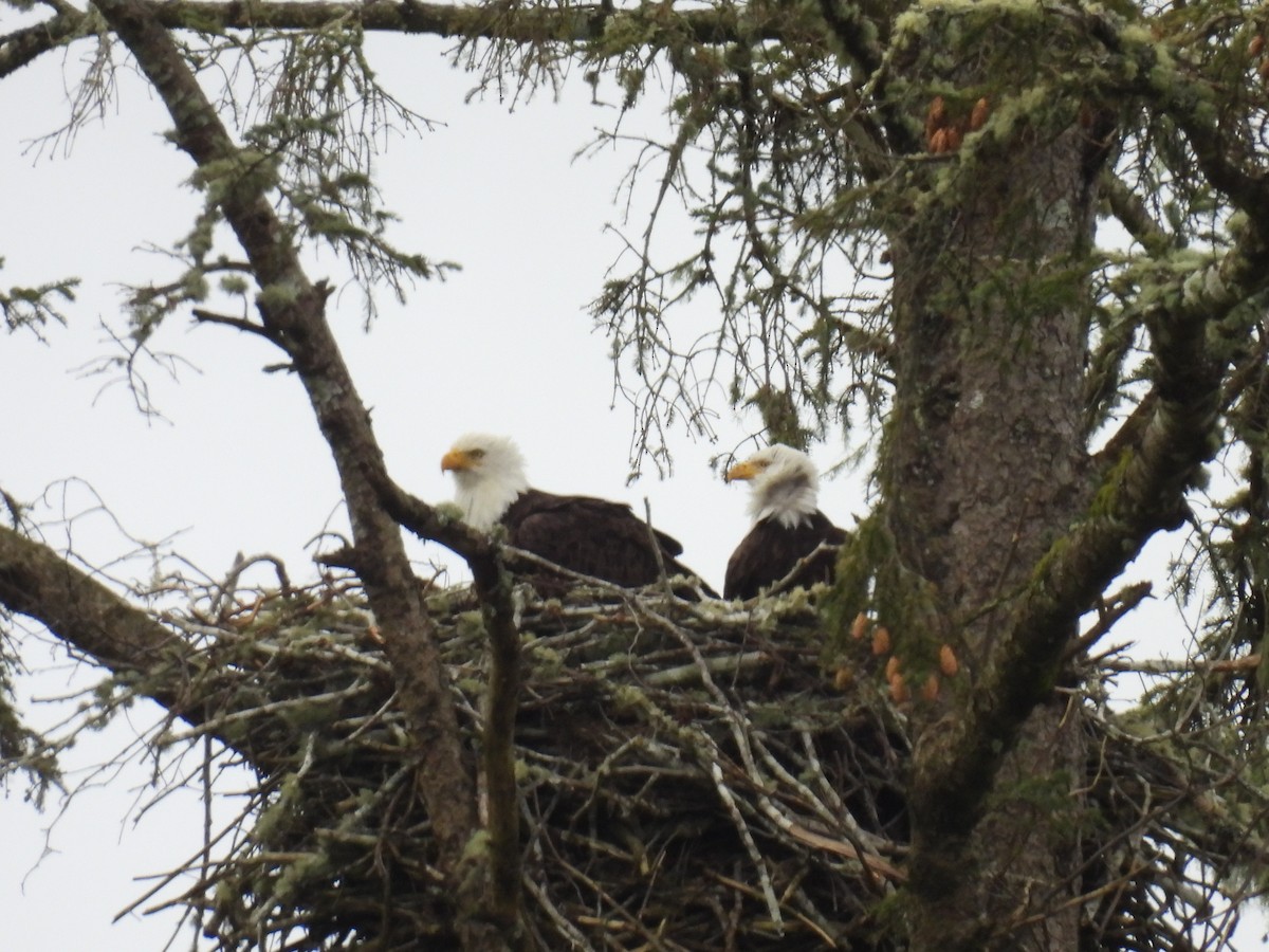 Bald Eagle - ML615848308