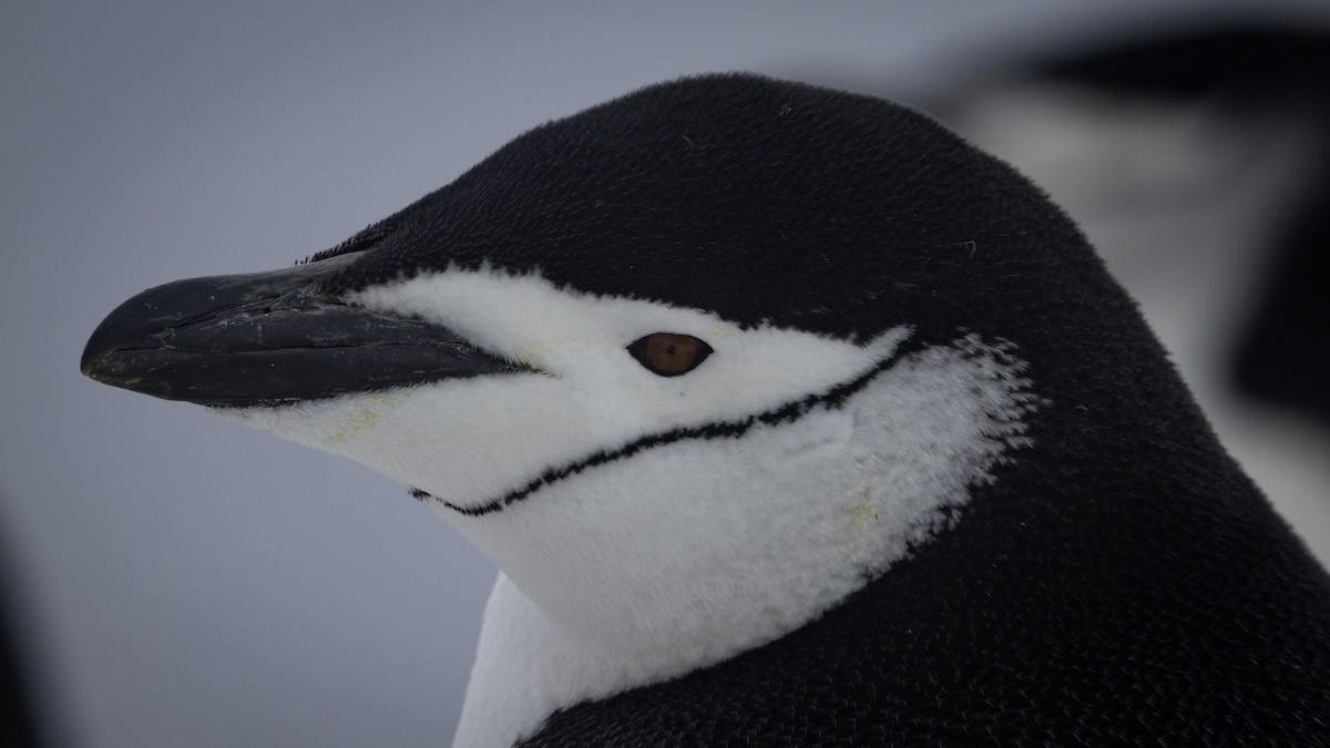 Пінгвін антарктичний - ML615848330