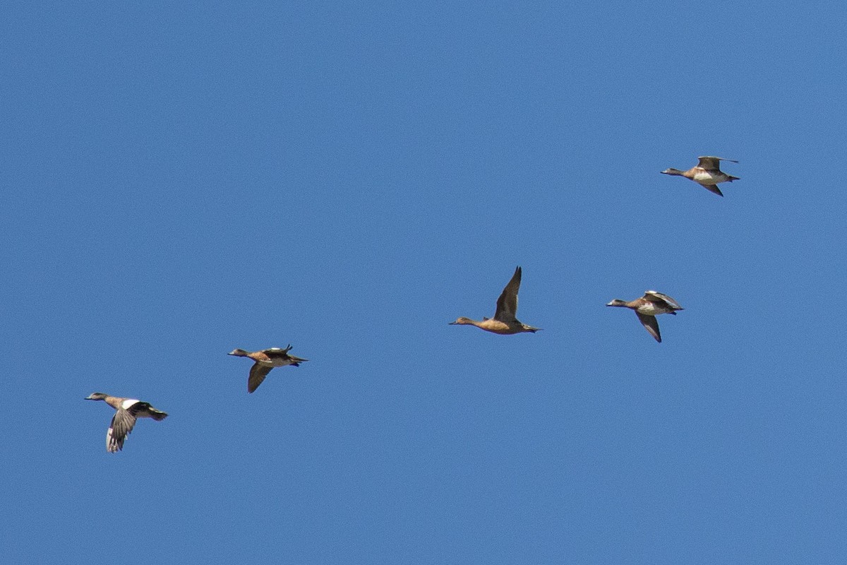 American Wigeon - ML615848360