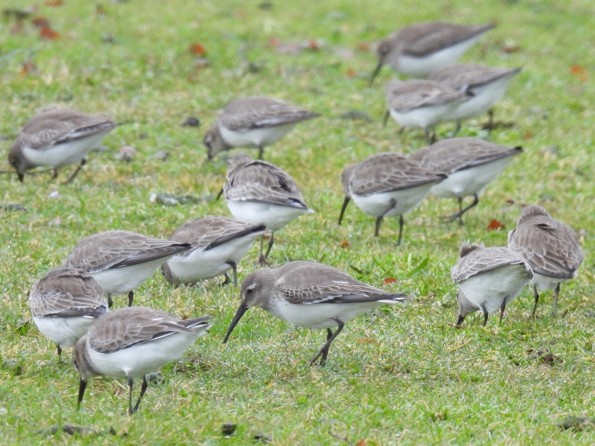 Dunlin - Tina Toth