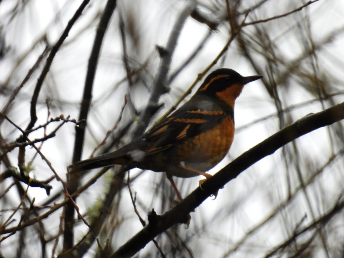 Varied Thrush - ML615848469