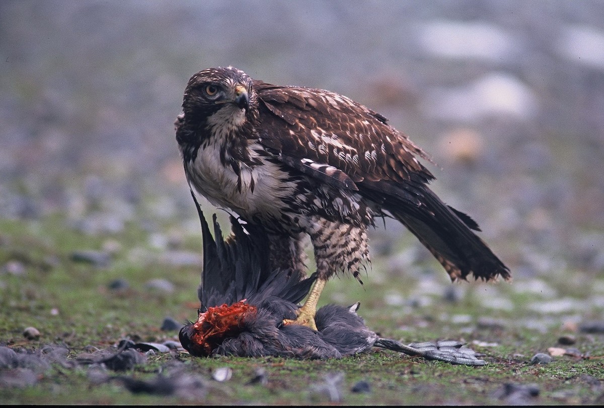 Red-tailed Hawk - Michael Preston