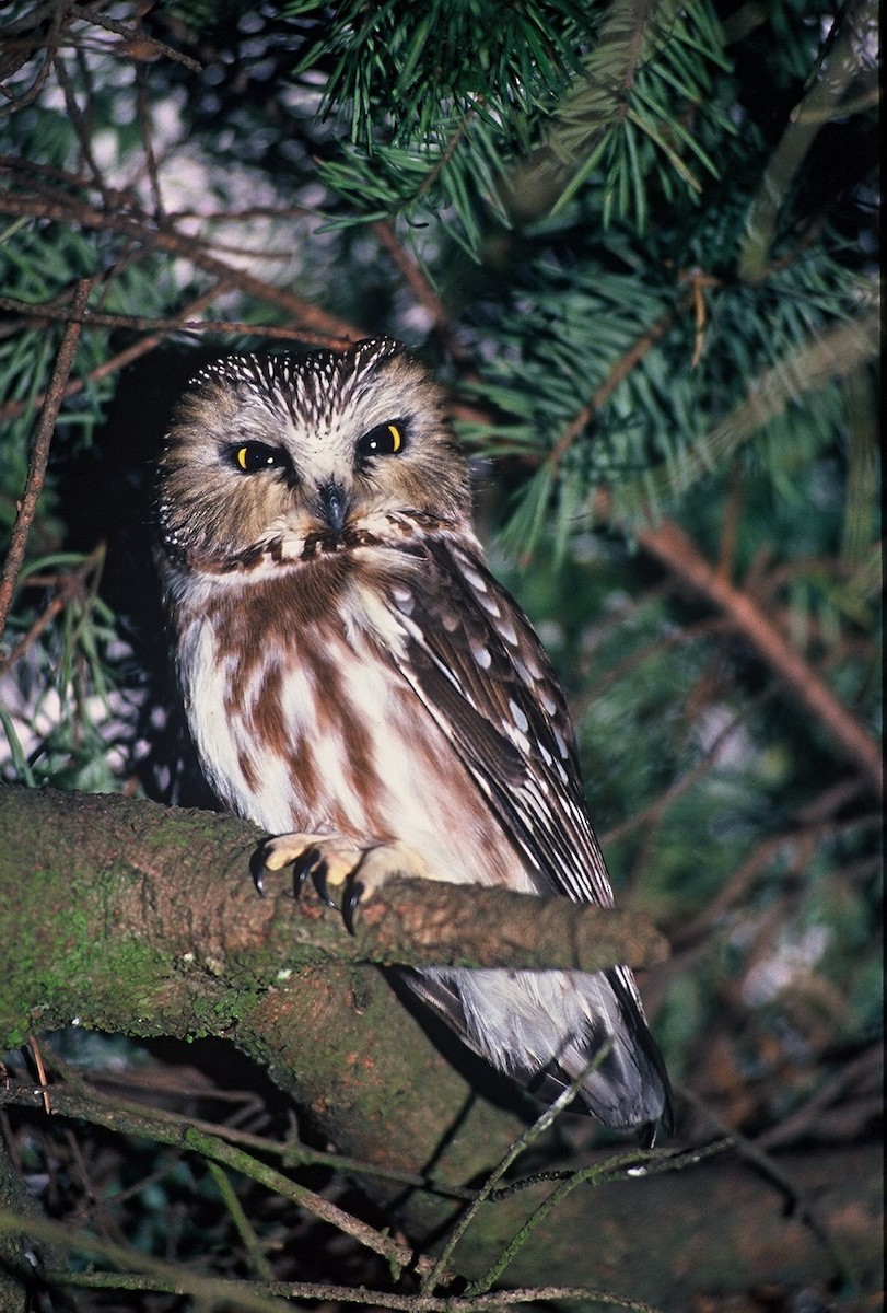 Northern Saw-whet Owl - Michael Preston