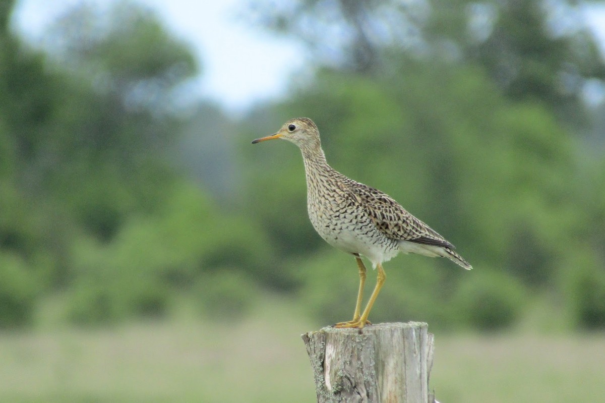 Upland Sandpiper - ML615848585