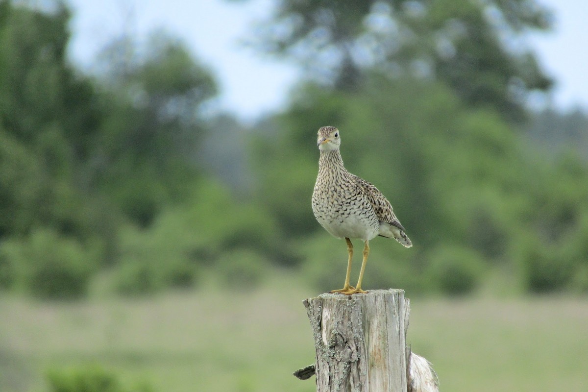 Upland Sandpiper - ML615848586