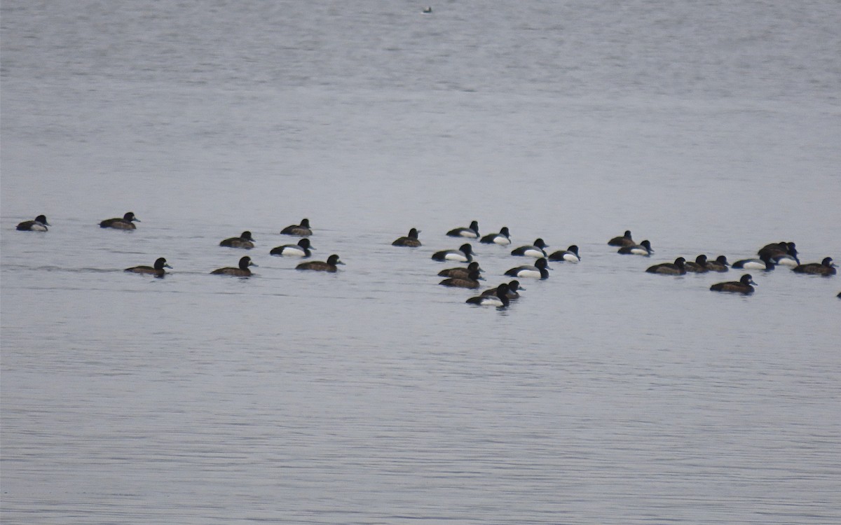 Greater Scaup - ML615848593