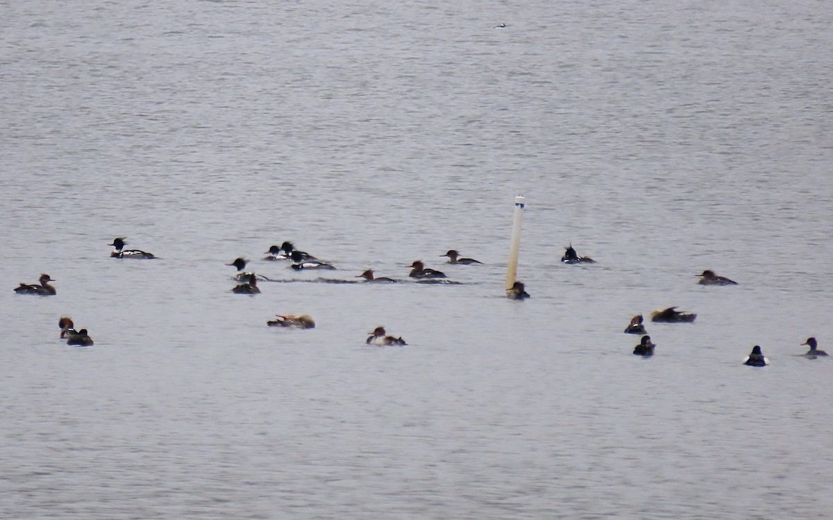 Red-breasted Merganser - ML615848595