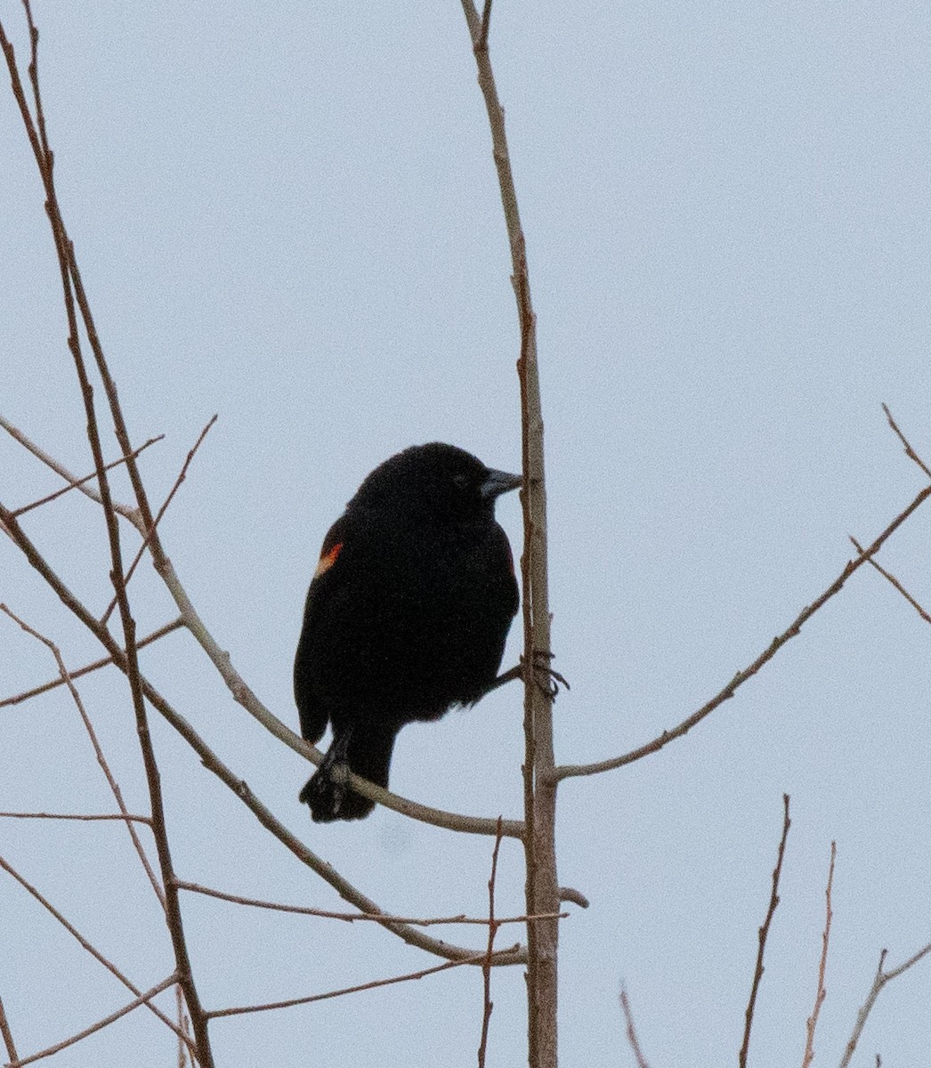 Red-winged Blackbird - Susan Lanier