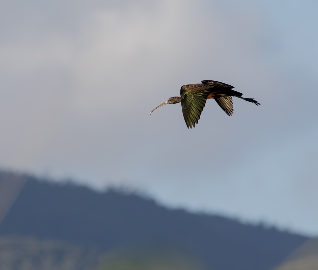 ibis hnědý - ML615848681