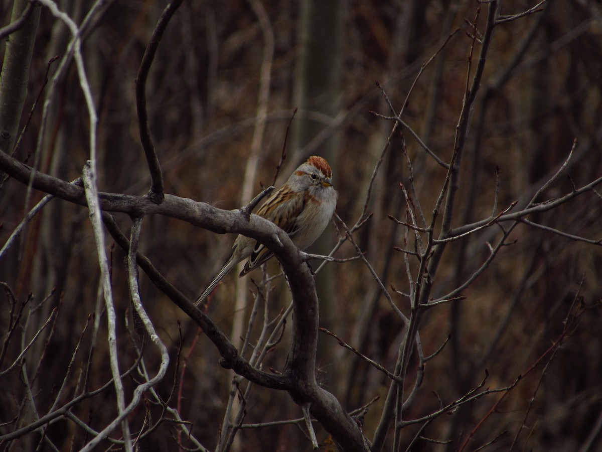American Tree Sparrow - ML615848695