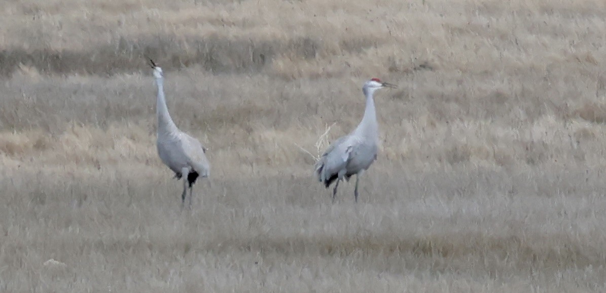 Sandhill Crane - ML615848987