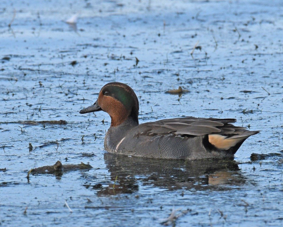 Green-winged Teal - ML615849047