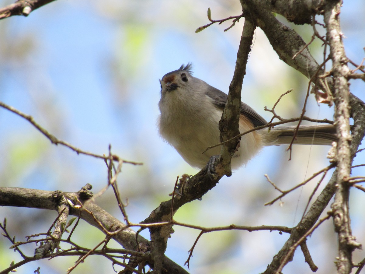 Tufted Titmouse - ML615849083