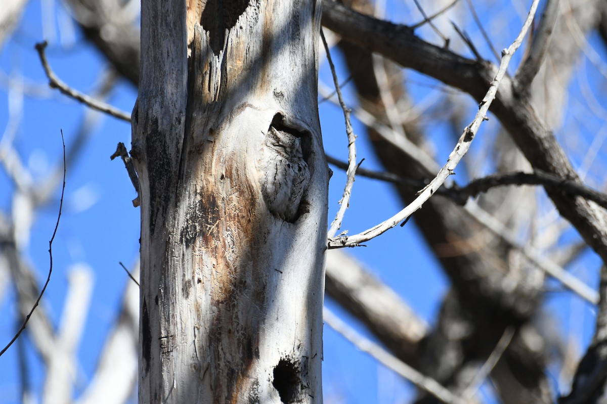 Eastern Screech-Owl - michelle trotter