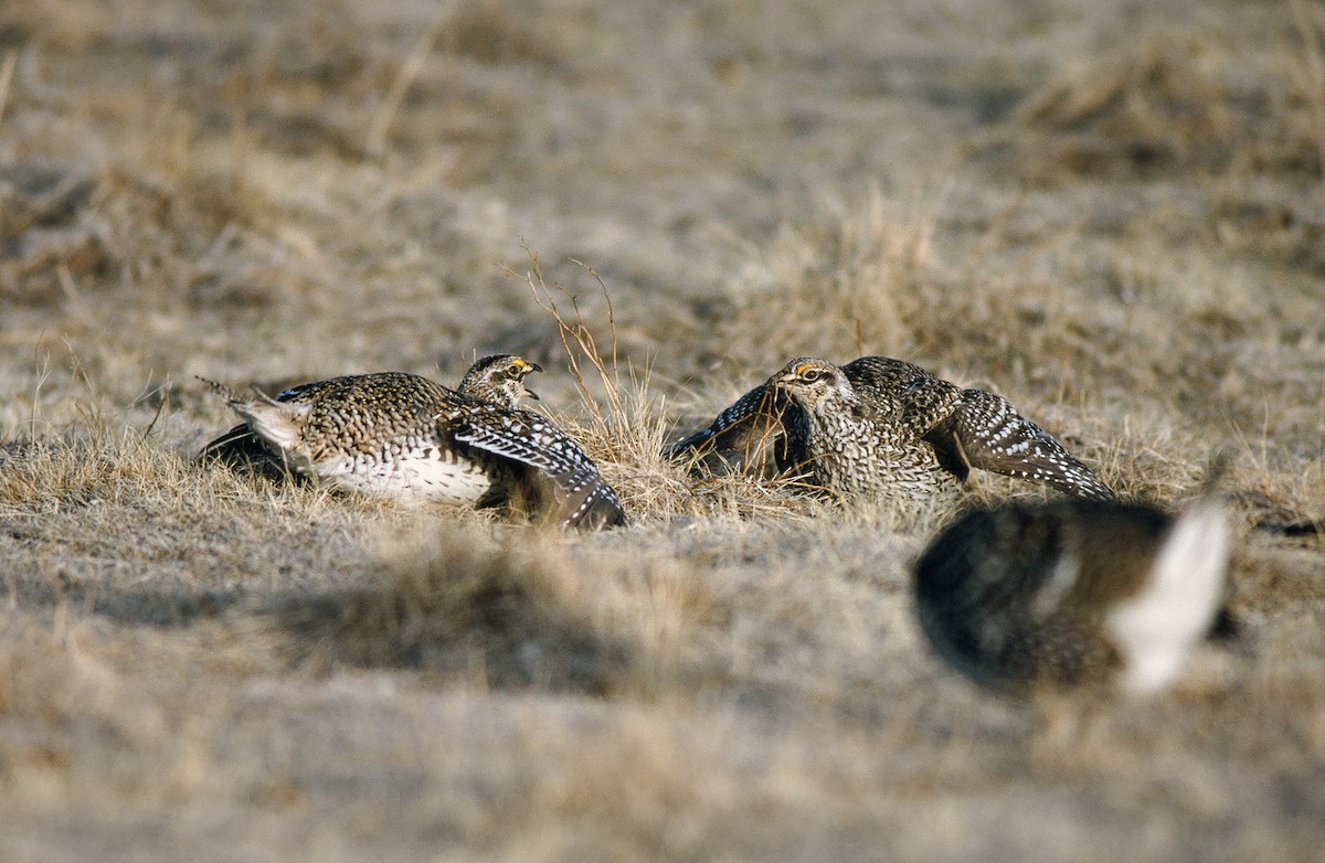 Sharp-tailed Grouse - ML615849119