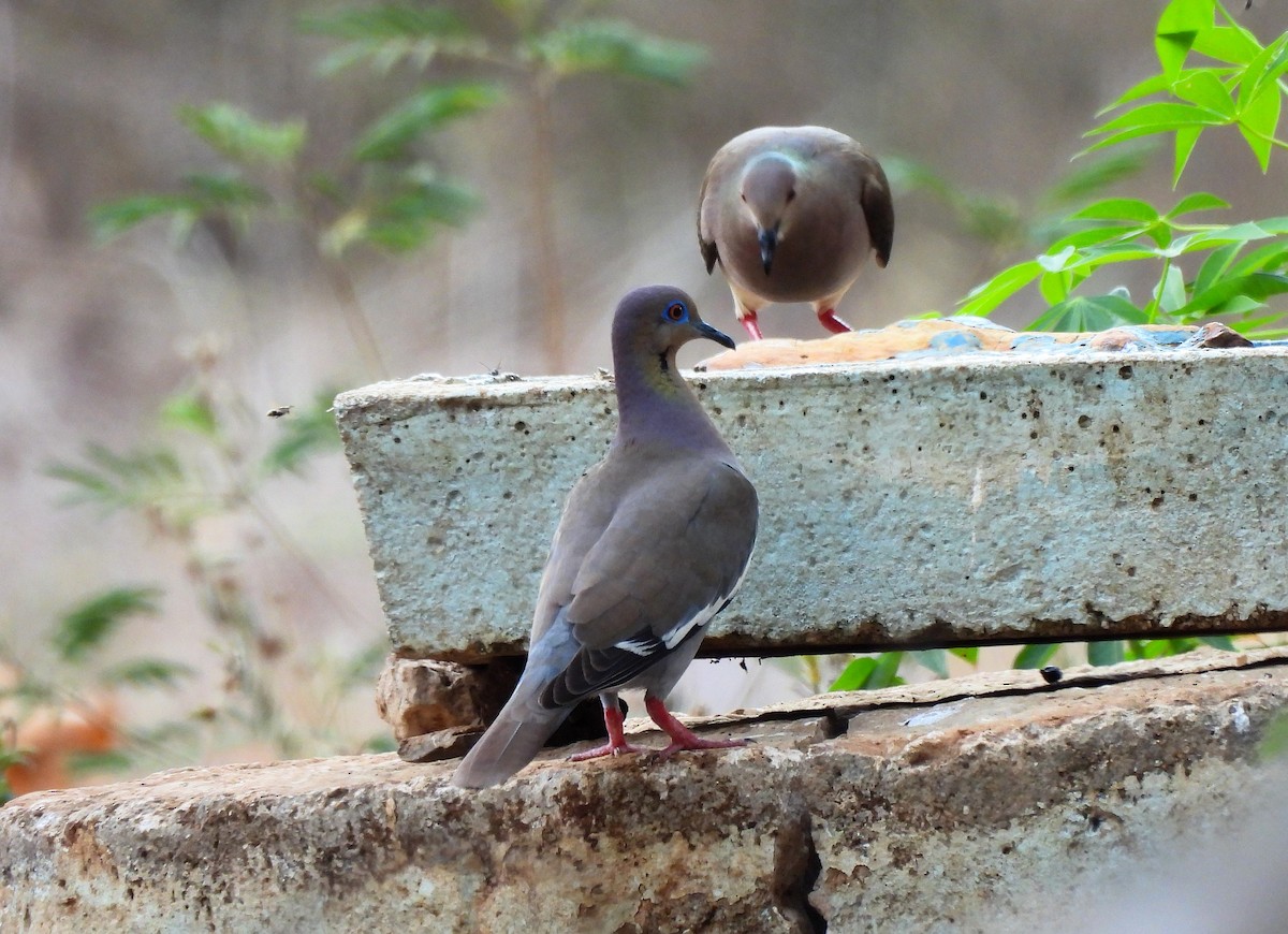 White-winged Dove - ML615849151