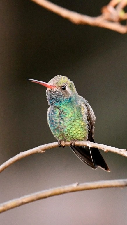Broad-billed Hummingbird - Tod Pohlmann