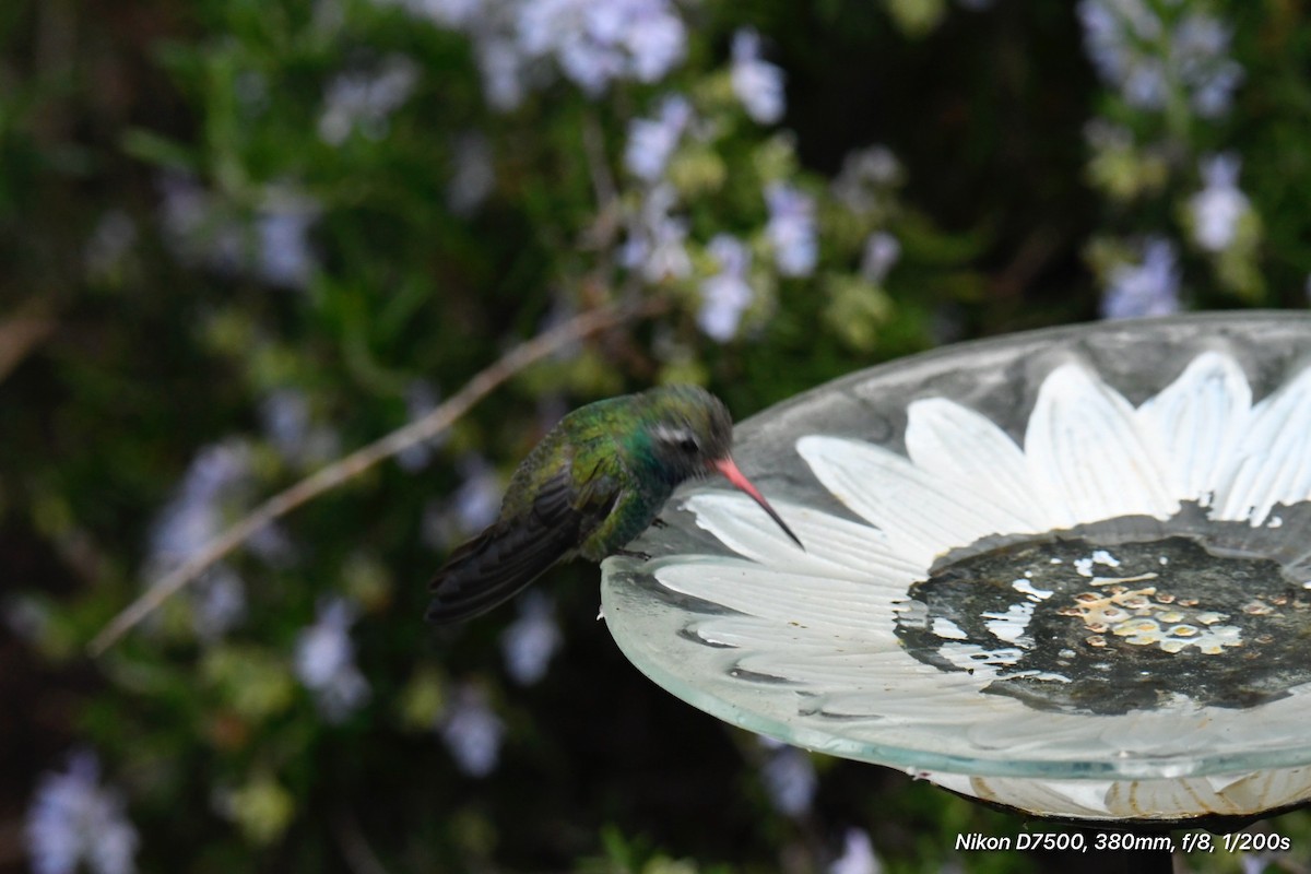 kolibřík širokozobý - ML615849197