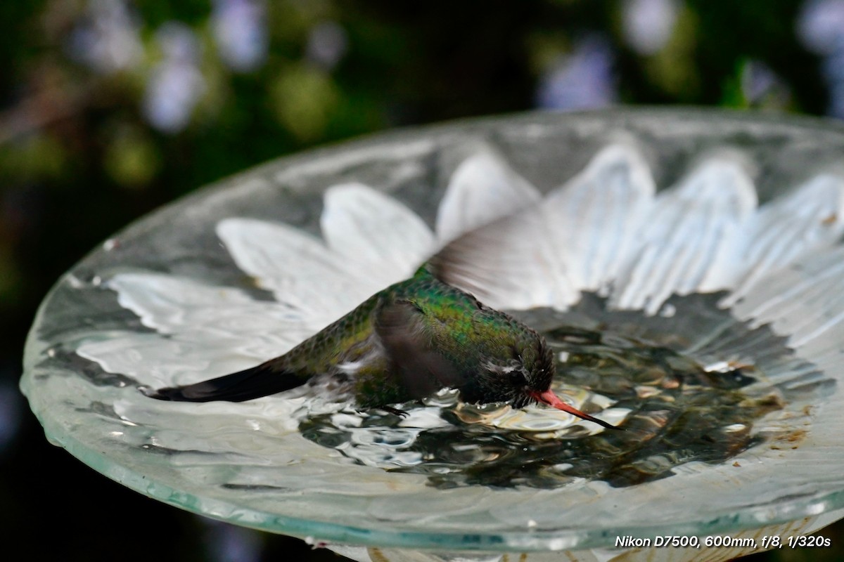 Broad-billed Hummingbird - Tod Pohlmann