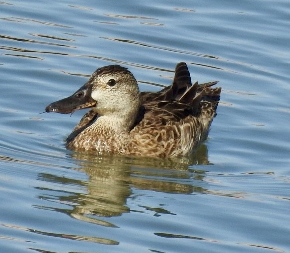 Cinnamon Teal - ML615849205