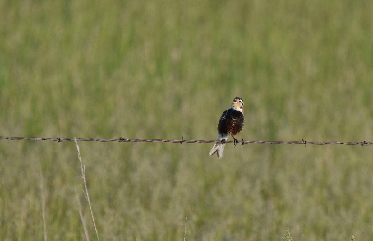 Chestnut-collared Longspur - ML615849228