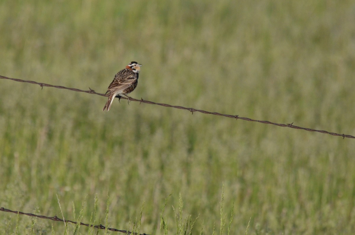 Chestnut-collared Longspur - ML615849229