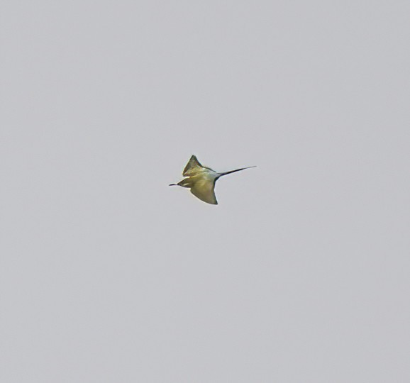 Blue-tailed Bee-eater - ML615849235