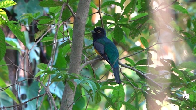 trogon podvazkový - ML615849265