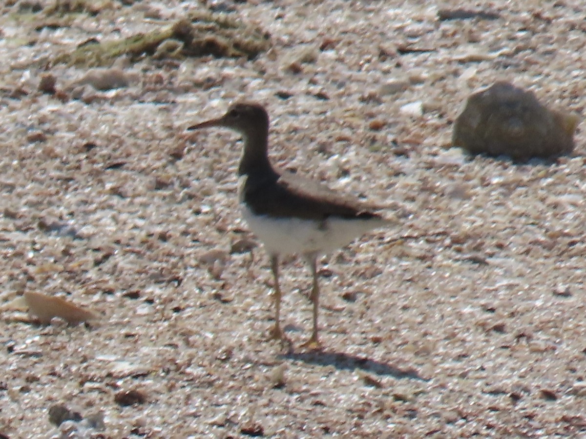 Spotted Sandpiper - ML615849266