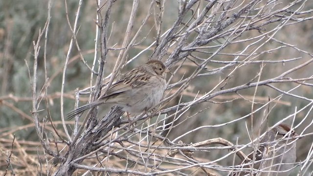 Brewer's Sparrow - ML615849269