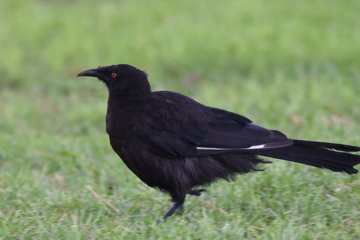 White-winged Chough - ML615849270