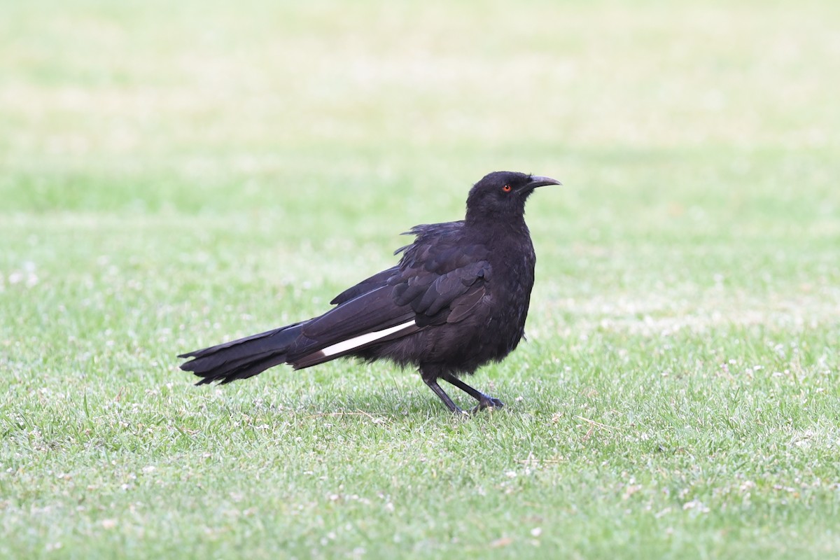 White-winged Chough - ML615849271