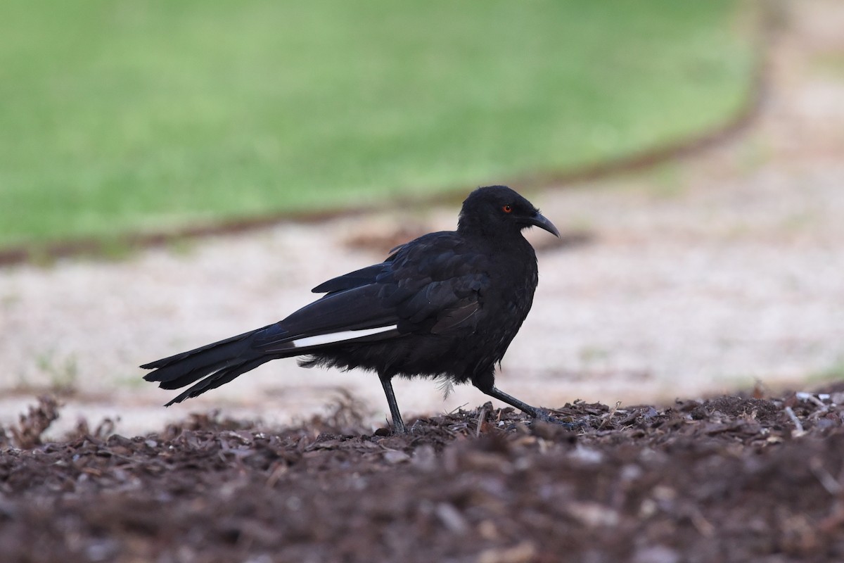 White-winged Chough - ML615849272