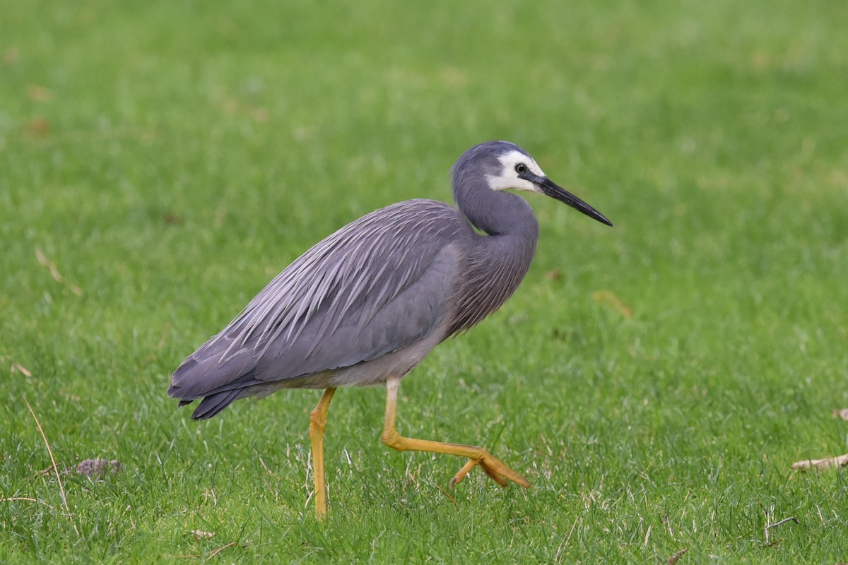 White-faced Heron - ML615849277