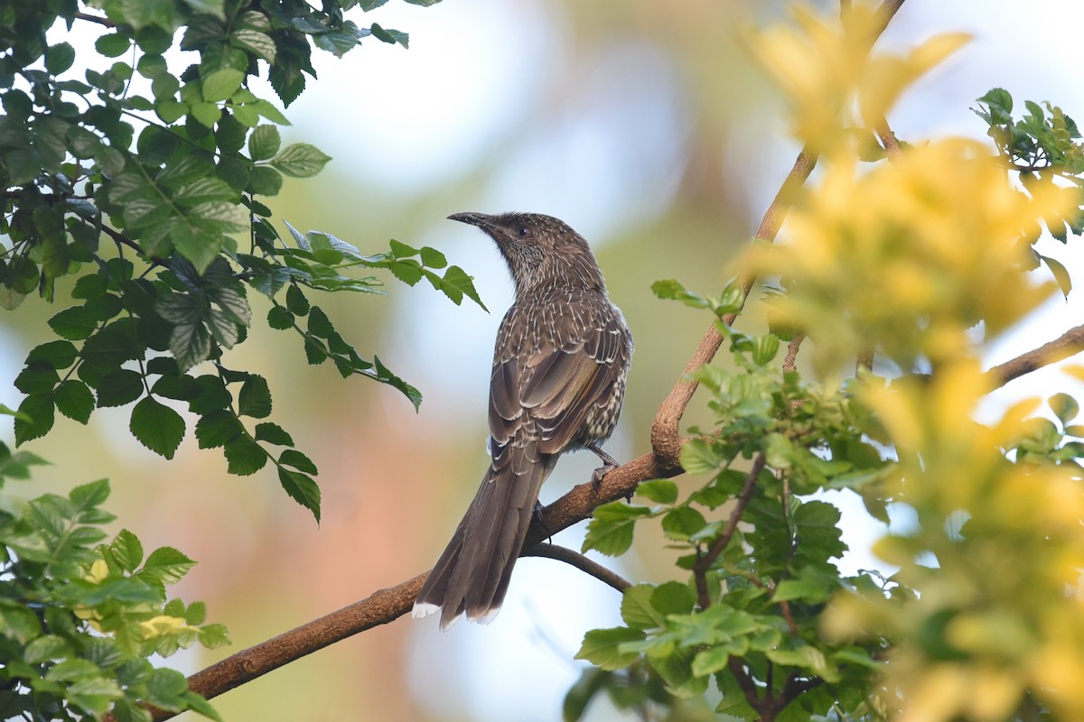 Little Wattlebird - ML615849284