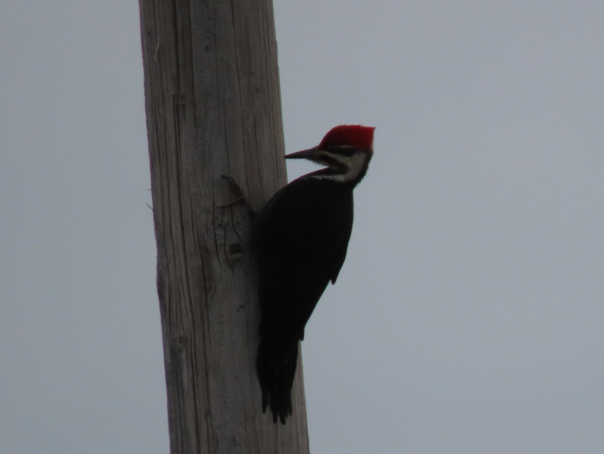 Pileated Woodpecker - ML615849291