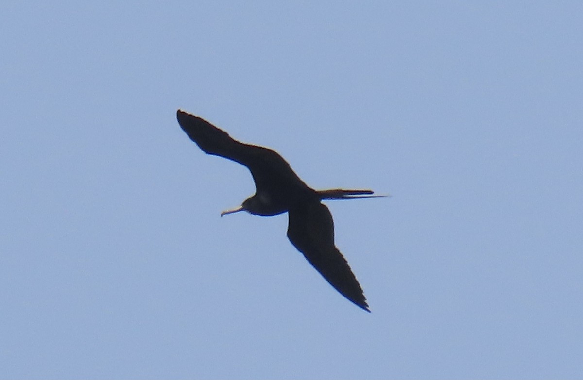 Magnificent Frigatebird - ML615849296