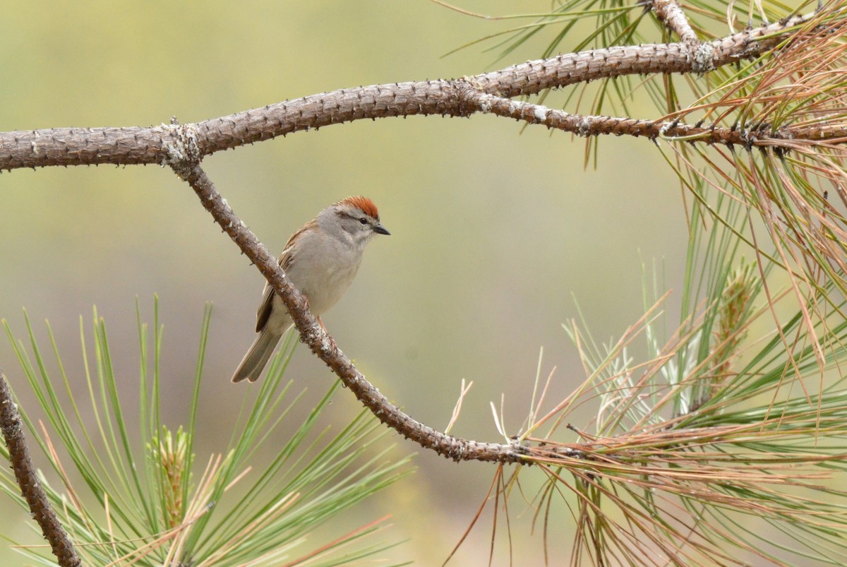 Chipping Sparrow - Matthew Dickerson