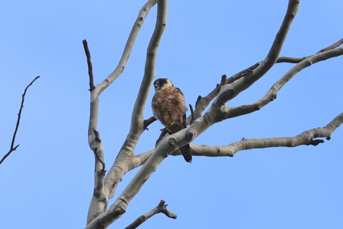 Australian Hobby - ML615849344