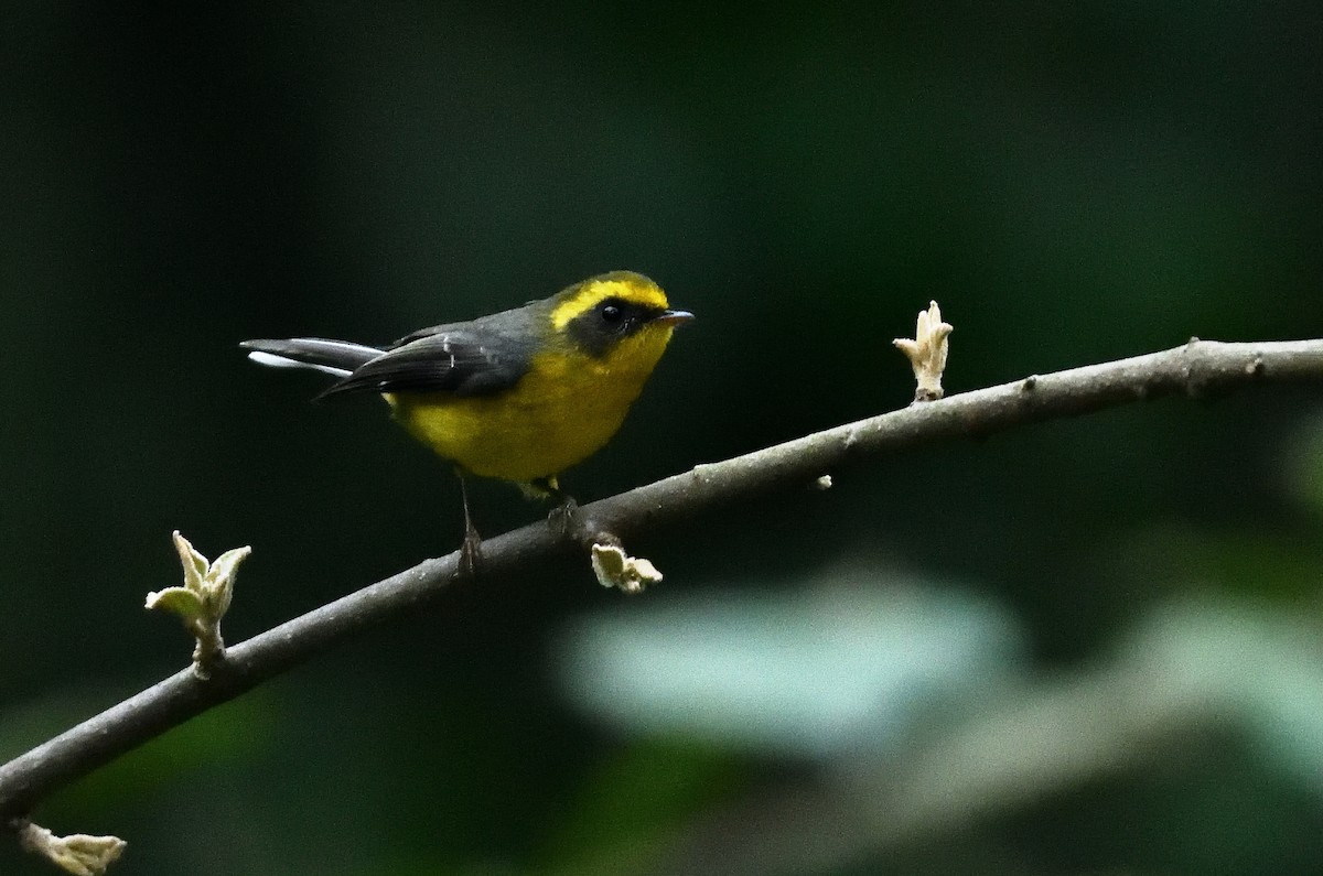 Yellow-bellied Fairy-Fantail - ML615849410