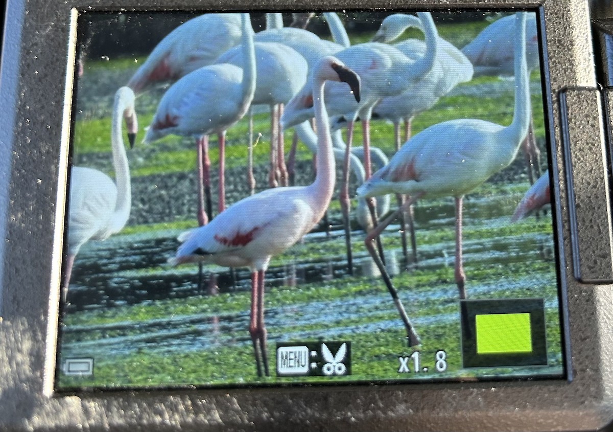 Lesser Flamingo - ML615849414