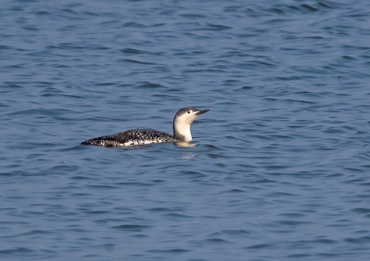 Red-throated Loon - ML615849482