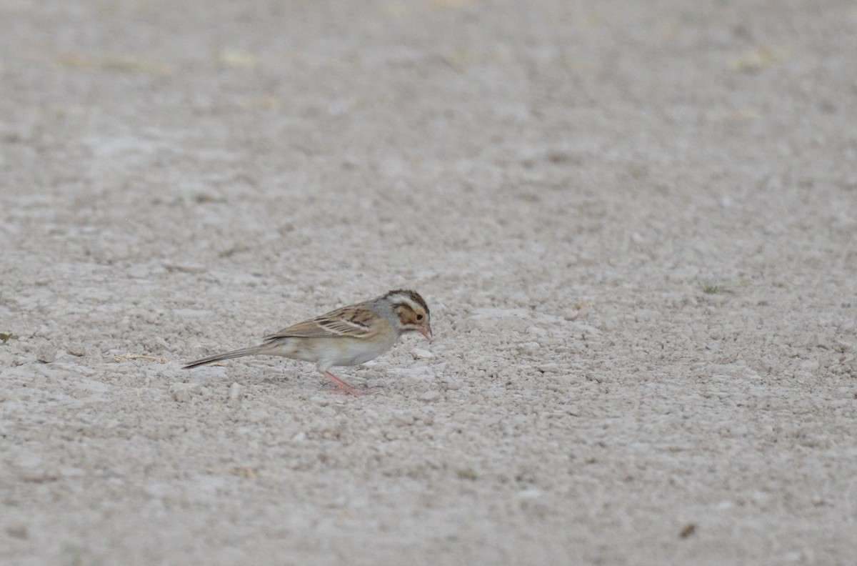 Clay-colored Sparrow - ML615849508