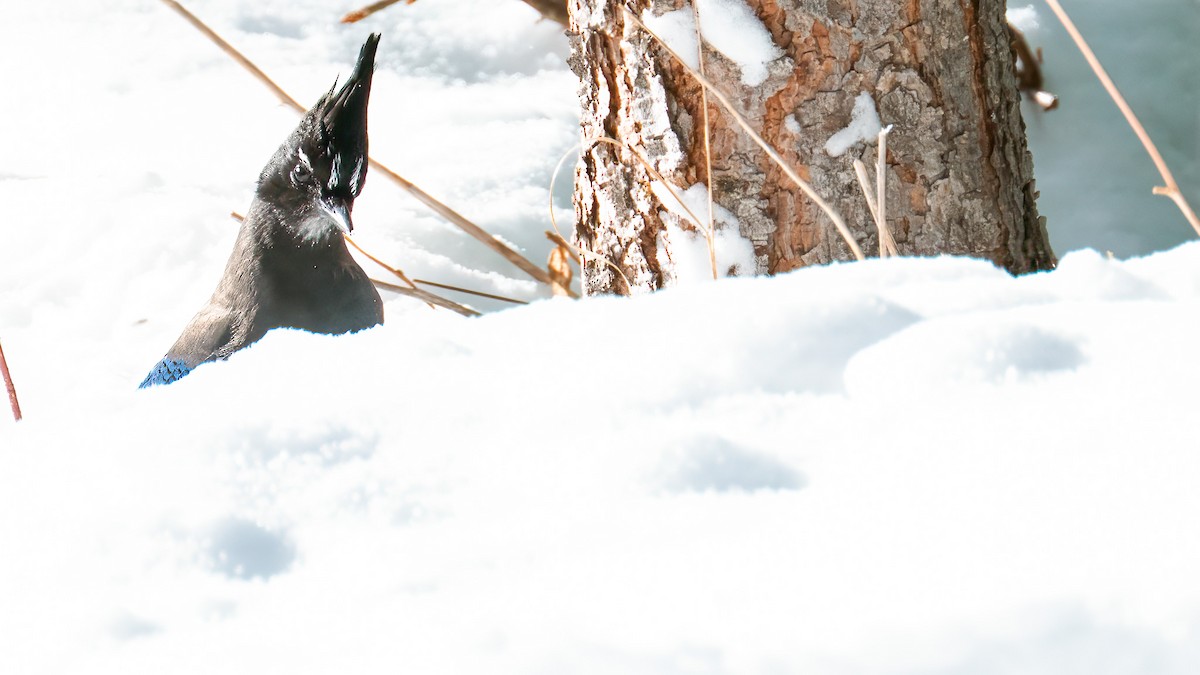 Steller's Jay - Michael Fernandez