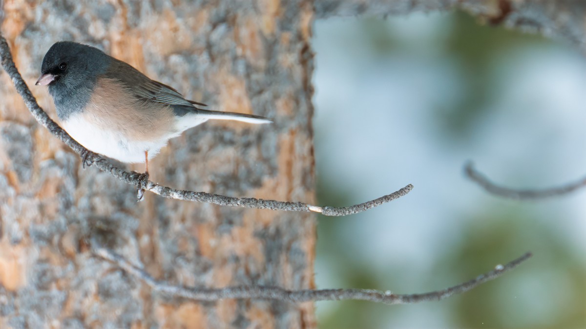 Junco ardoisé - ML615849534