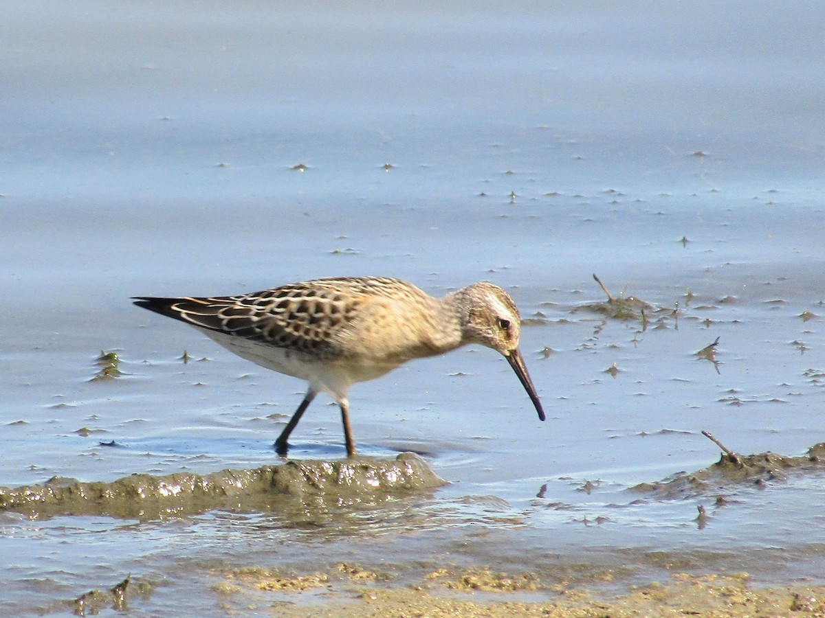 Stilt Sandpiper - ML615849582