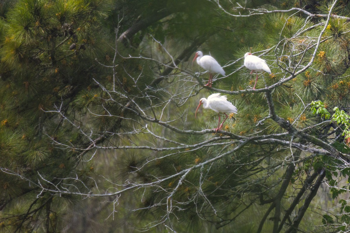 White Ibis - ML615849617