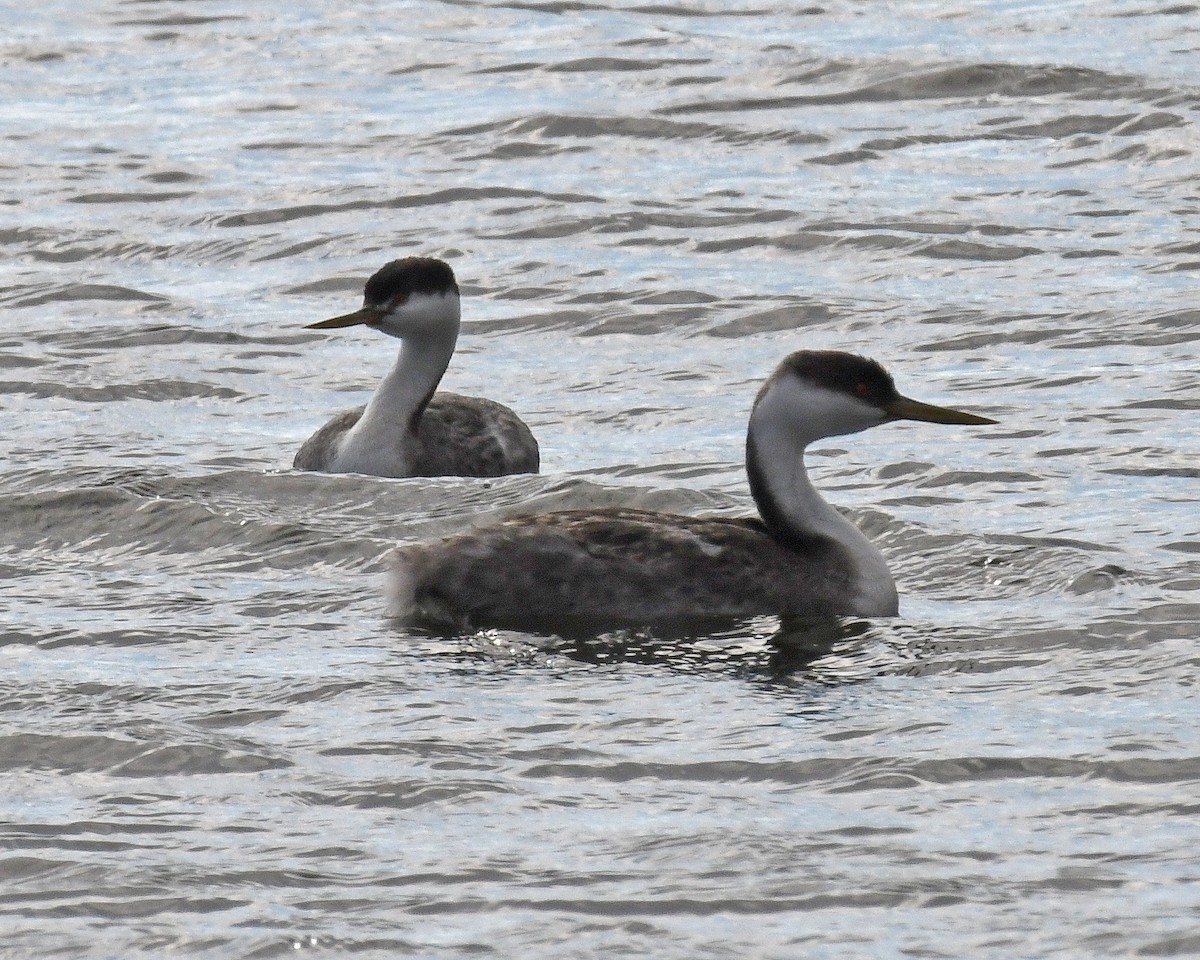 Western Grebe - ML615849627