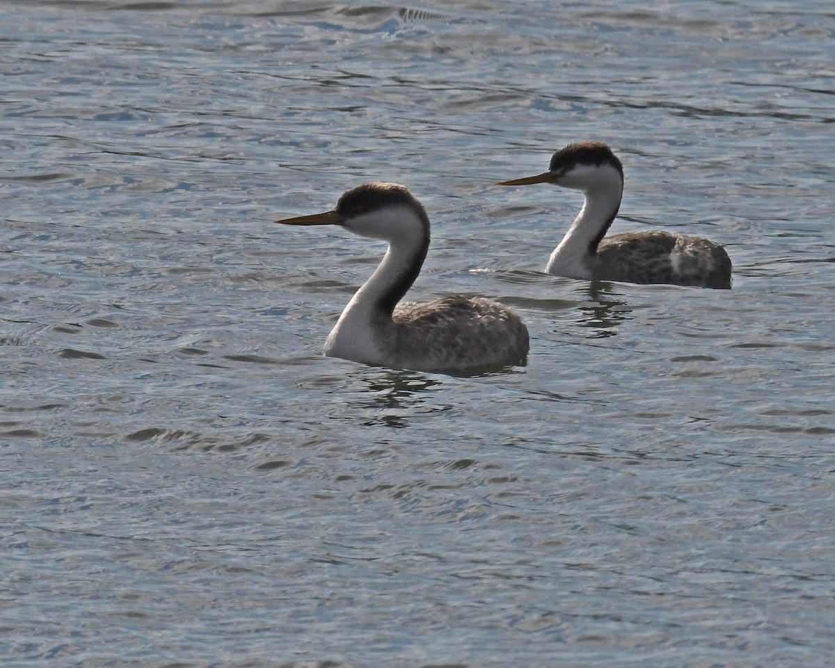 Western Grebe - ML615849628